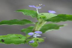 Commelina erecta